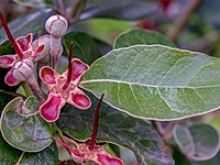 Feijoa