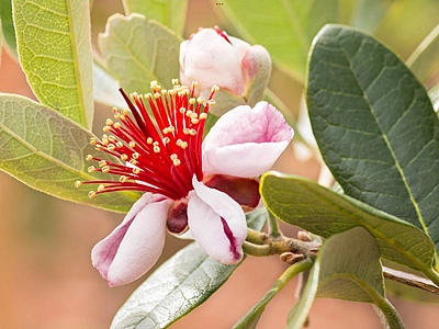 Feijoa