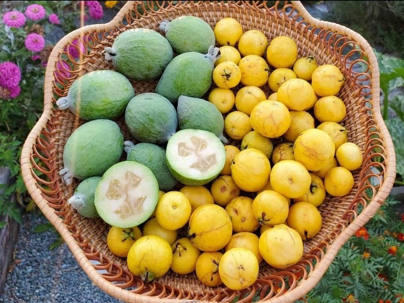 Feijoa