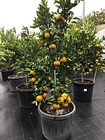 Mandarin Emperor 500MM Pot