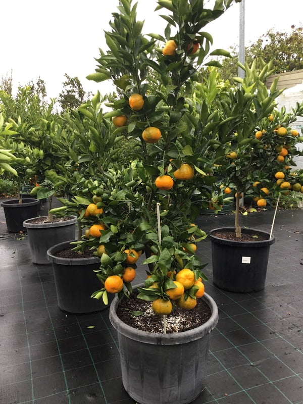 Mandarin Emperor 500MM Pot