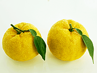 Yuzu Citrus 45 litre