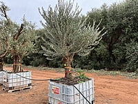 California Queen Olive Tree 1000 litre