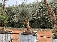California Queen Olive Tree 1000 litre