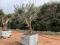 California Queen Olive Tree 1000 litre