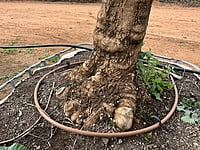 California Queen Olive Tree 1000 litre