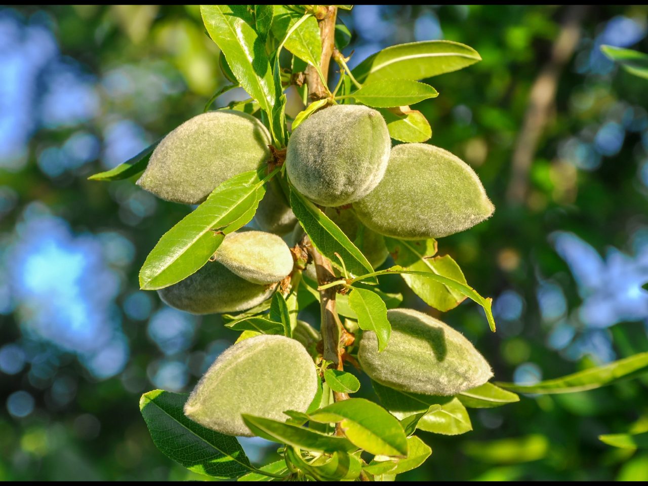 Almond Carmel