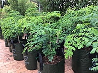 Moringa Tree