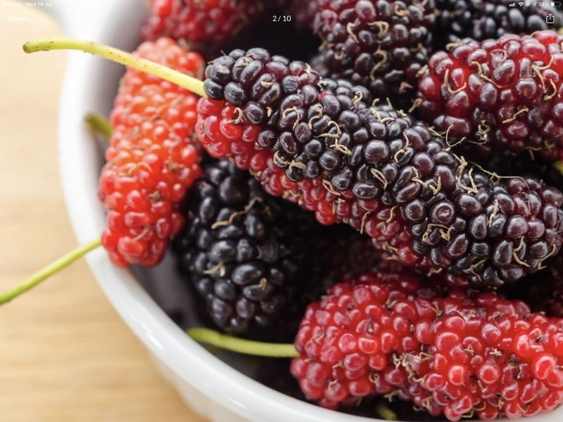 English Black Mulberry