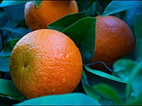 Washington Navel Orange