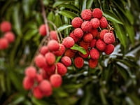 Lychee