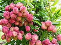 Lychee