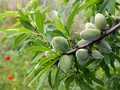 Almond Carmel