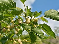 White Mulberry