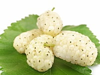 White Mulberry