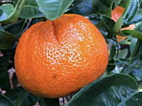 Mandarin Afourer